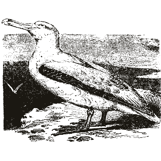 Engraving of an albatross, from Ottův slovník naučný (1888)