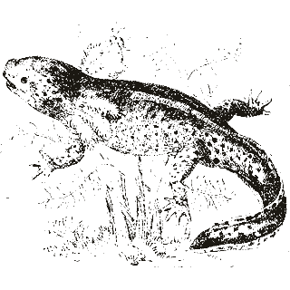 Engraving of an axolotl, from Popular Science Monthly (1882)