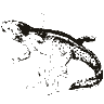 Engraving of an axolotl, from Popular Science Monthly (1882)