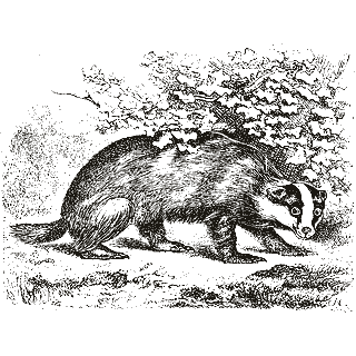Engraving of a badger, from Mammalia: Their Various Orders and Habits (1870)