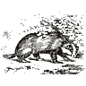 Engraving of a badger, from Mammalia: Their Various Orders and Habits (1870)