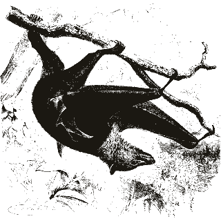 Engraving of a bat, from Brehms Tierleben (1890)