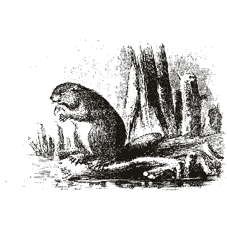 Engraving of a beaver, from Mammalia: Their Various Orders and Habits (1870)