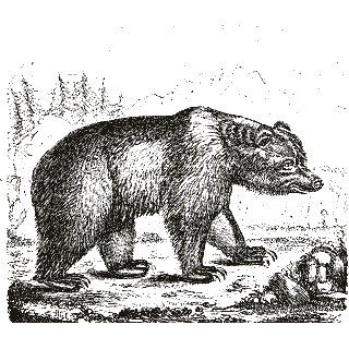 Engraving of a brown bear, from Mammalia: Their Various Orders and Habits (1870)