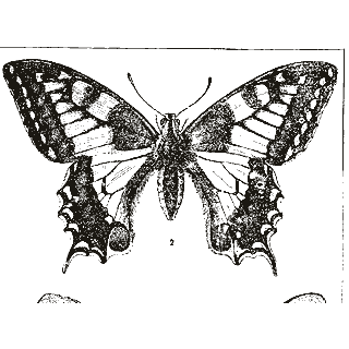 Engraving of a butterfly, from Brockhaus and Efron Encyclopedic Dictionary (1891)