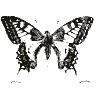 Engraving of a butterfly, from Brockhaus and Efron Encyclopedic Dictionary (1891)