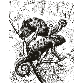 Engraving of a chameleon, from Animal Coloration (1892)