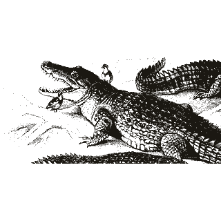 Engraving of a crocodile, from Meyers Konversations-Lexikon (1907)