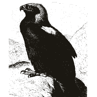 Engraving of an eagle, from Meyers Konversations-Lexikon (1886)