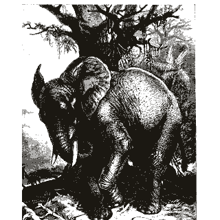 Engraving of an elephant, from Brehm's Life of Animals (1895)