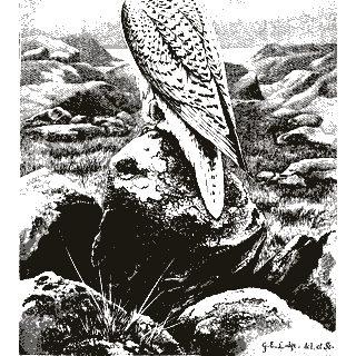 Engraving of a falcon, from The Royal Natural History (1893)