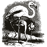 Engraving of a flamingo, from Brehms Tierleben (1892)