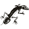 Engraving of a gecko, from Encyclopaedia Britannica, 11th edition (1911)