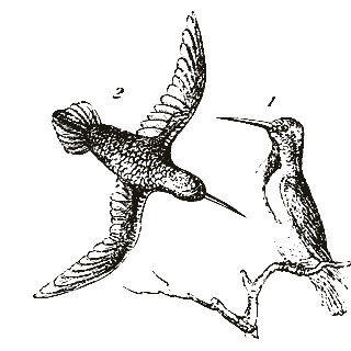Engraving of a hummingbird, from Popular Science Monthly (1874)