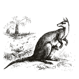 Engraving of a kangaroo, from Mammalia: Their Various Orders and Habits (1870)