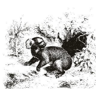 Engraving of a koala, from Mammalia: Their Various Orders and Habits (1870)