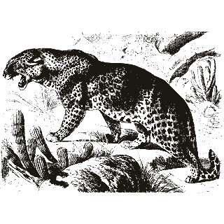 Engraving of a leopard, from Brehms Tierleben (1890)