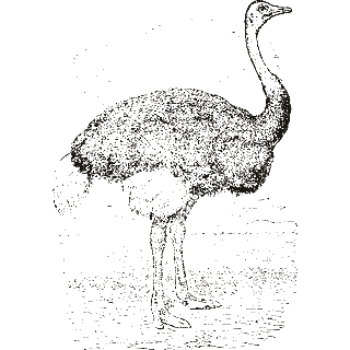 Engraving of an ostrich, from Encyclopaedia Britannica, 11th edition (1911)
