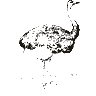Engraving of an ostrich, from Encyclopaedia Britannica, 11th edition (1911)
