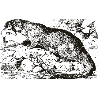 Engraving of an otter, from Brockhaus and Efron Encyclopedic Dictionary (1892)