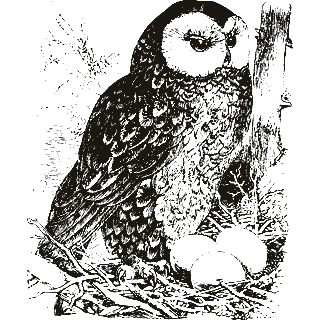 Engraving of an owl, from Popular Science Monthly (1877)