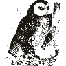 Engraving of an owl, from Popular Science Monthly (1877)