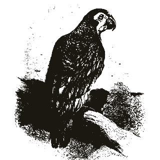 Engraving of a parrot, from The Swiss Family Robinson (illustrated edition) (1880)