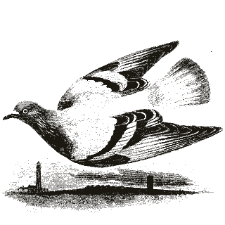 Engraving of a pigeon, from A History of British Birds (1843)