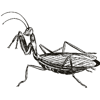 Engraving of a praying mantis, from Popular Science Monthly (1890)
