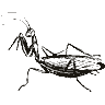 Engraving of a praying mantis, from Popular Science Monthly (1890)