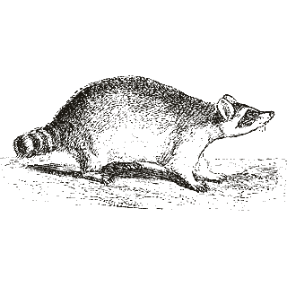 Engraving of a raccoon, from Mammalia: Their Various Orders and Habits (1870)
