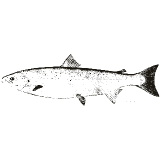 Engraving of a salmon, from Bulletin of the United States Fish Commission (1894)