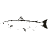 Engraving of a salmon, from Bulletin of the United States Fish Commission (1894)
