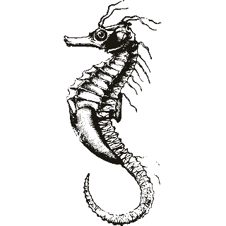 Engraving of a seahorse, from Meyers Konversations-Lexikon (1890)
