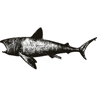 Engraving of a shark, from Encyclopaedia Britannica, 11th edition (1911)