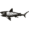 Engraving of a shark, from Encyclopaedia Britannica, 11th edition (1911)