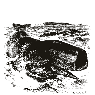 Engraving of a sperm whale, from Brehms Tierleben (1893)