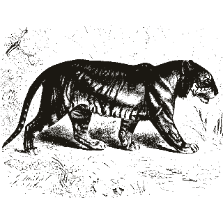 Engraving of a tiger, from Brehms Tierleben (1890)