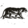 Engraving of a tiger, from Brehms Tierleben (1890)