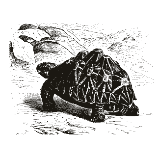 Engraving of a tortoise, from The Royal Natural History (1896)