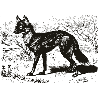 Engraving of a wolf, from Brehm's Life of Animals (1896)