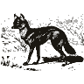 Engraving of a wolf, from Brehm's Life of Animals (1896)