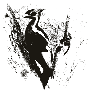 Engraving of a woodpecker, from Brehms Tierleben (1879)